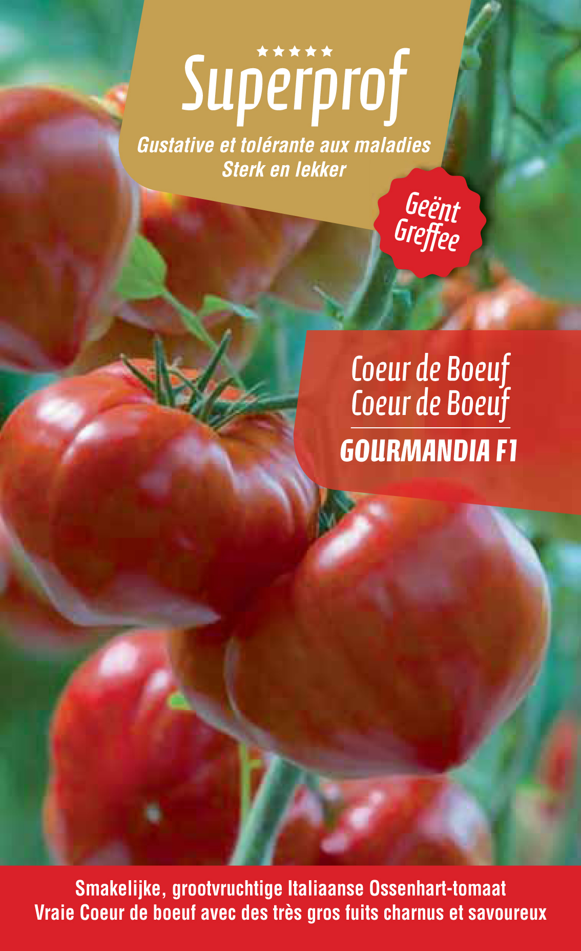 tomate greffée  C.d.boeuf Gourmandia (tray 8 pot)
